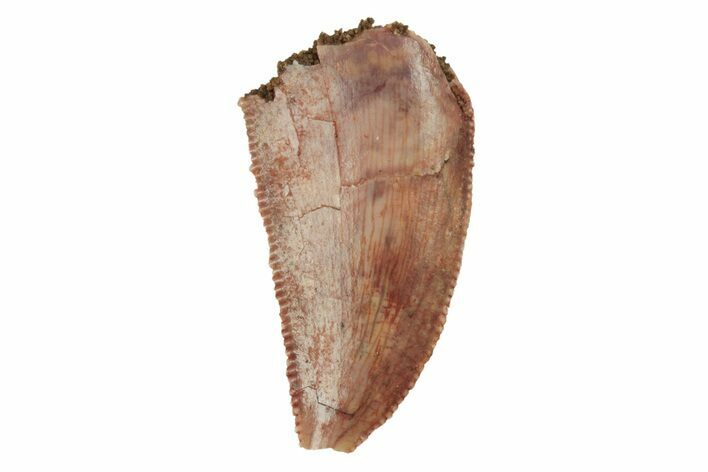 Serrated, Raptor Tooth - Real Dinosaur Tooth #228810